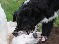 Puppys van Bliss040622-0067